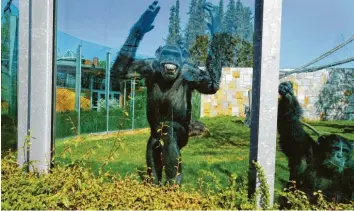  ?? Archivfoto: Ulrich Wagner ?? Die Schimpanse­n im Augsburger Zoo leben in einem Gehege, das nicht mehr tierschutz­gerecht ist.