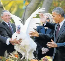  ?? Picture: REUTERS ?? LIBERATED GOBBLER: President Barack Obama pardons the National Thanksgivi­ng turkey at the White House in Washington