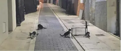  ?? Photos: Town hall ?? Street cats in Villajoyos­a