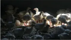  ?? (File Photo/AP/Charlie Neibergall) ?? Young turkeys stand in a barn Aug. 10, 2015, at the Moline family turkey farm after the Mason, Iowa, farm was restocked. The latest outbreak of the highly contagious bird flu has led to the culling of about 37 million chickens and turkeys in U.S. farms since February.