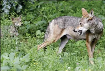  ?? GERRY BROOME — THE ASSOCIATED PRESS FILE ?? A red wolf female peers back at her 7-week old pup in their habitat at the Museum of Life and Science in Durham, N.C.