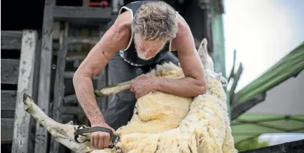  ??  ?? As the weather heats up the urgency to get sheep shorn increases, say Federated Farmers and the Shearing Contactors Associatio­n.