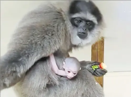  ?? Picture: Port Lympne ?? Tiga the baby gibbon was born at Port Lympne last month