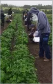  ?? ?? SRUC runs the UK’s only potato roguing course