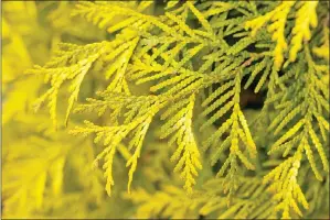  ??  ?? Thuja orientalis Aurea has lovely golden foliage.