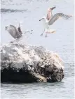  ?? Reuters African News Agency (ANA) ?? A SEAGULL chases another off its perch in the Ionian Sea near the city of Vlore. Picture taken on May 7, 2014. | ARBEN CELI