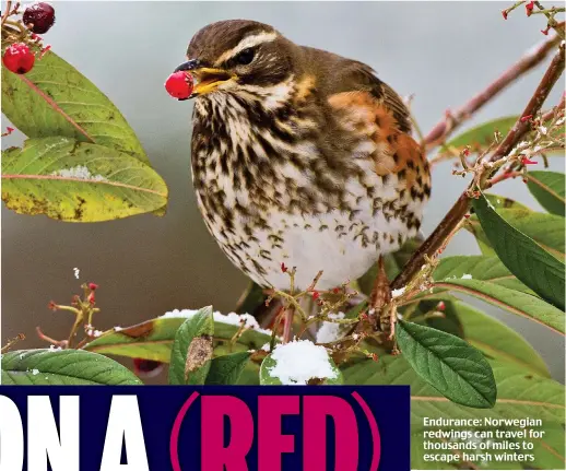 ??  ?? Endurance: Norwegian redwings can travel for thousands of miles to escape harsh winters