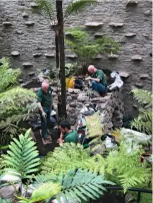  ??  ?? Once a water supply was reinstalle­d inside, the planting could begin. Ferns were selected for their diversity of form and origin.