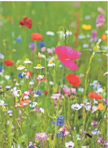  ?? FOTO: CHRISTOPH REICHWEIN (ARCHIV) ?? Eine Wildblumen­wiese in voller Pracht – ein Paradies für Insekten.