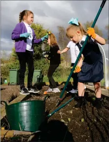  ??  ?? Youngsters dig in at the Big Roots of Ruchill allotment