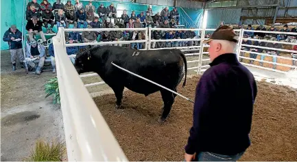  ?? PHOTO: MURRAY WILSON/FAIRFAX NZ ?? Richard Rowe with Merchiston Pointbreak 656 which made $8500 at the stud’s bull sale.