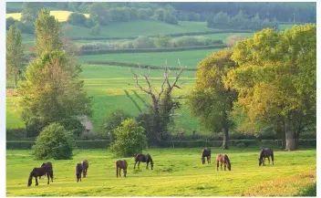  ??  ?? Rotating paddocks regularly allows grass to rest, promoting growth and a variety of species