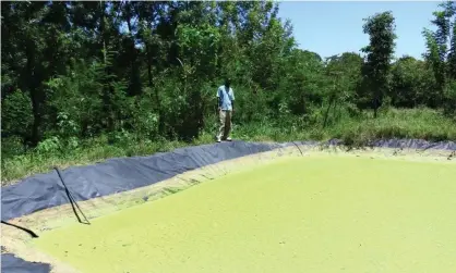  ??  ?? Catfish farmer Eddy Ouko tends his fish pond. Photograph: Geoffrey Kamadi