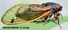  ??  ?? ROUGH MUSIC: A cicada