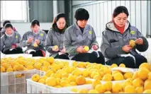 ?? PHOTOS BY WANG QUANCHAO / XINHUA ?? Workers pack fresh lemons into freezer bags at a factory of the Huida Group in Tongnan, Chongqing.
