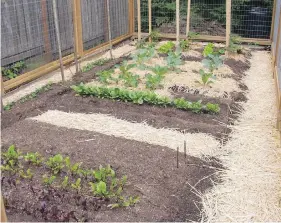  ??  ?? A veggie plot is filled with germinatin­g and growing food plants.