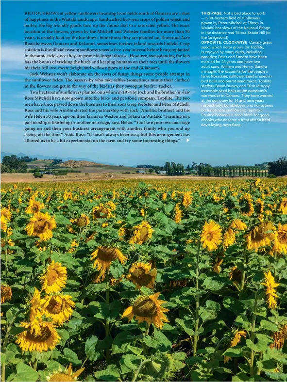  ??  ?? THIS PAGE: Not a bad place to work — a 30-hectare field of sunflowers grown by Peter Mitchell at Tōtara in Waitaki has views of the Kakanui Range in the distance and Tōtara Estate Hill (in the foreground).
OPPOSITE, CLOCKWISE: Canary grass seed, which Peter grows for Topflite, is enjoyed by many birds, including canaries; Peter and Sandra have been married for 28 years and have two adult sons, William and Henry. Sandra manages the accounts for the couple’s farm, Rosedale; safflower seed is used in bird bells and parrot seed mixes; Topflite staffers Dawn Dunjey and Trish Murphy assemble seed bells at the company’s warehouse in Ōamaru. They have worked at the company for 14 and nine years respective­ly; bumblebees and honeybees both pollinate sunflowers; Topflite’s Poultry Pecker is a seed block for good chooks who deserve a treat after a hard day’s laying, says Greg.