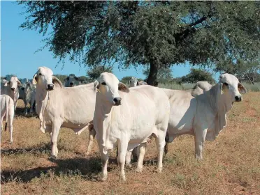  ?? FOTO: CHARL VAN ROOYEN ?? Die nasionale Brahmankud­des van Suid-Afrika én Namibië vorm deel van die 15 rasse wat aan die Suider-Afrikaanse vleisbees-genomikapr­ojek deelneem. Hier is koeie uit die kudde van mnr. Cobus van der Merwe van Gobabis, Namibië.