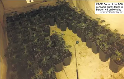  ?? LEICESTERS­HIRE POLICE ?? CROP: Some of the 900 cannabis plants found in Bardon Hill on Monday