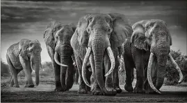  ?? Toute fraîche, cette photo a été prise la semaine dernière. (Photo David Yarrow) ??