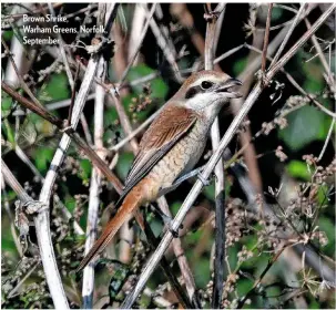  ??  ?? Brown Shrike, Warham Greens, Norfolk, September