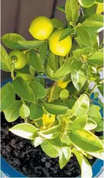  ??  ?? Plant a lemon tree and improve your cuisine and your health.