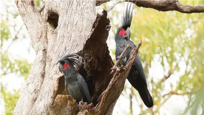  ?? ?? Palm cockatoos perched on a hollow. Australia Photograph: Dr Christina Zdenek