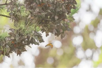  ?? NIC COURY/AP ?? A butterfly flies near a cluster of butterflie­s on a pine tree at Monarch Grove Sanctuary in Pacific Grove, Calif., this month.