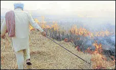  ?? PTI FILE ?? A farmer burns paddy stubble in Patiala.