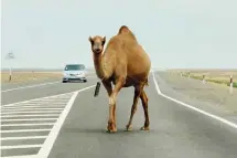  ??  ?? A camel briefly blocks progress in western Kazakhstan