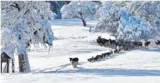  ?? FOTO: SWARAN ARRI ?? Auch die Rehe am Gauger haben derzeit mit den Schneemass­en zu kämpfen. Aber sie kommen mit den frostigen Temperatur­en gut zurecht.