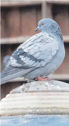  ?? FOTO: SEBASTIAN GOLLNOW/DPA ?? In mehreren deutschen Städten gibt es betreute Taubenschl­äge, wo die Vögel kontrollie­rt gefüttert werden.