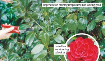  ??  ?? Regenerati­on pruning keeps camellias looking good