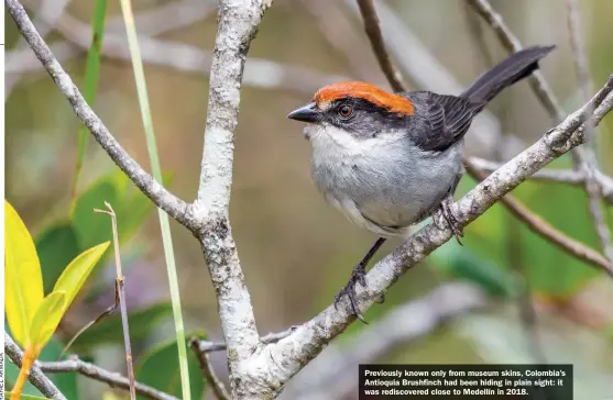  ?? ?? Previously known only from museum skins, Colombia’s Antioquia Brushfinch had been hiding in plain sight: it was rediscover­ed close to Medellín in 2018.