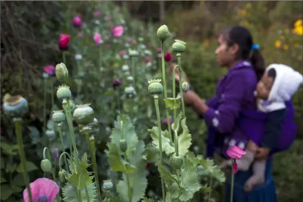  ?? Rodrigo Cruz/The New York Times ?? In this 2010 file photo, a woman with her child on her back scratches poppy pods to extract opium crude in Xalpatlahu­ac, Mexico.