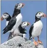  ?? SUBMITTED PHOTO/ROBERT F. BUKATY ?? Atlantic puffins congregate near their burrows on Eastern Egg Rock, a small island off the coast of Maine. An internatio­nal study shows that seabirds aren’t matching their mating and nesting activities with a food supply that is appearing earlier.