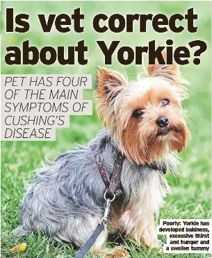 Is vet correct about Yorkie? - PressReader
