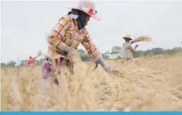  ?? — AFP ?? This photo taken on December 27, 2017 shows farmers working in a rice field on the outskirts of Yangon.