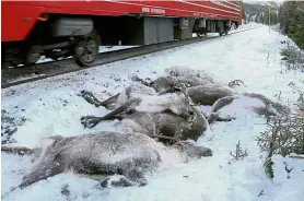 ?? — AFP ?? Track kill: Dead reindeer lying next to a railway track near Mosjoen in northern Norway.