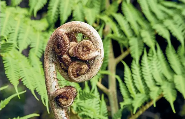  ?? 123RF ?? Small growing ferns make good indoor plants for areas with high humidity.