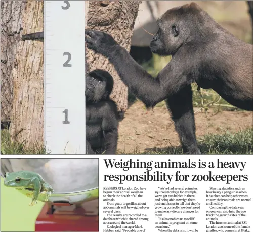  ?? PICTURES: PA WIRE. ?? MEASURE: Top, baby gorilla Alika and his mother Mjukuu stand alongside a giant ruler during the annual weigh-in at ZSL London Zoo. Above, a Fea’s Flying Tree Frog sits on a scale.