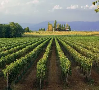  ??  ?? Suggestion­i Uno scorcio del Montenetto che conta 800 ettari vitati che producono 200mila bottiglie l’anno