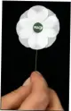  ??  ?? SIGN: White poppy