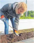  ?? FOTO: LILIA BEN AMOR ?? Erntehelfe­rin Maike Woydt bei der Arbeit.