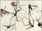  ?? Pat Wellenbach / Associated Press ?? Cattail mosquitoes are seen in a petri dish for inspection. These insects can transmit eastern equine encephalit­is and West Nile virus to humans.