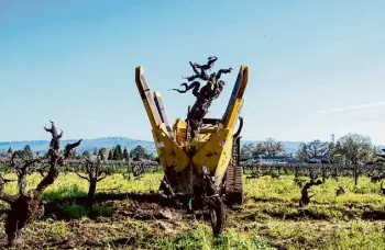  ?? Courtesy Yianni Stone/Yianni Stone / Spottswood­e ?? Historic grapevines at the Rossi Ranch, planted in 1905, being transplant­ed from one part of the vineyard to another.