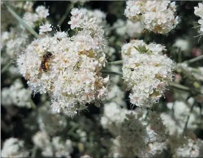  ?? JEANETTE ALOSI — CONTRIBUTE­D ?? A bee is seen on California buckwheat eriogonum fasciculat­um.