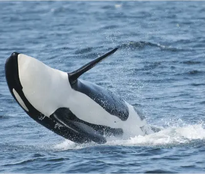  ?? LANCE BARRETT-LENNARD/OCEAN WISE ?? Southern resident orcas are dependent on Chinook salmon stocks.