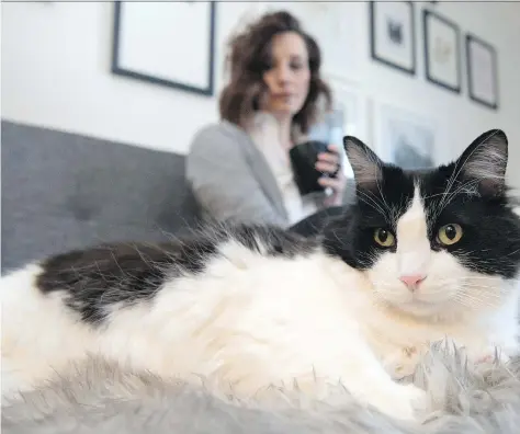  ?? TROY FLEECE ?? Melissa Fiacco and her cat Bruce Almighty are enjoying life together — especially dinner time — at Fiacco’s home in Regina.