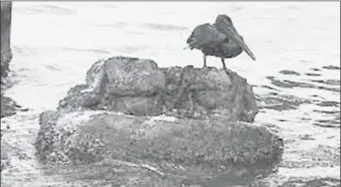  ?? (Trinidad Express photo) ?? A marine bird covered in oil following the recent Trinidad & Tobago oil spill.